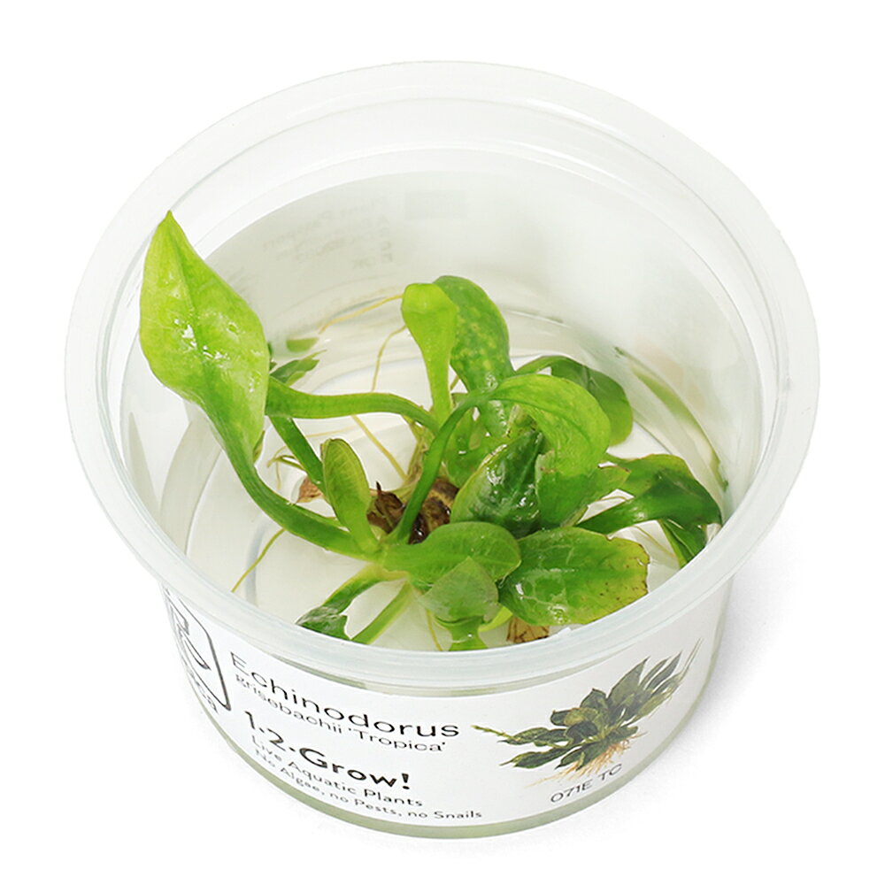 （水草）組織培養1−2−GROW！　エキノドルス　グリセバキー　トロピカ　トロピカ製（無農薬）（1カップ）　北海道・九州航空便要保温
