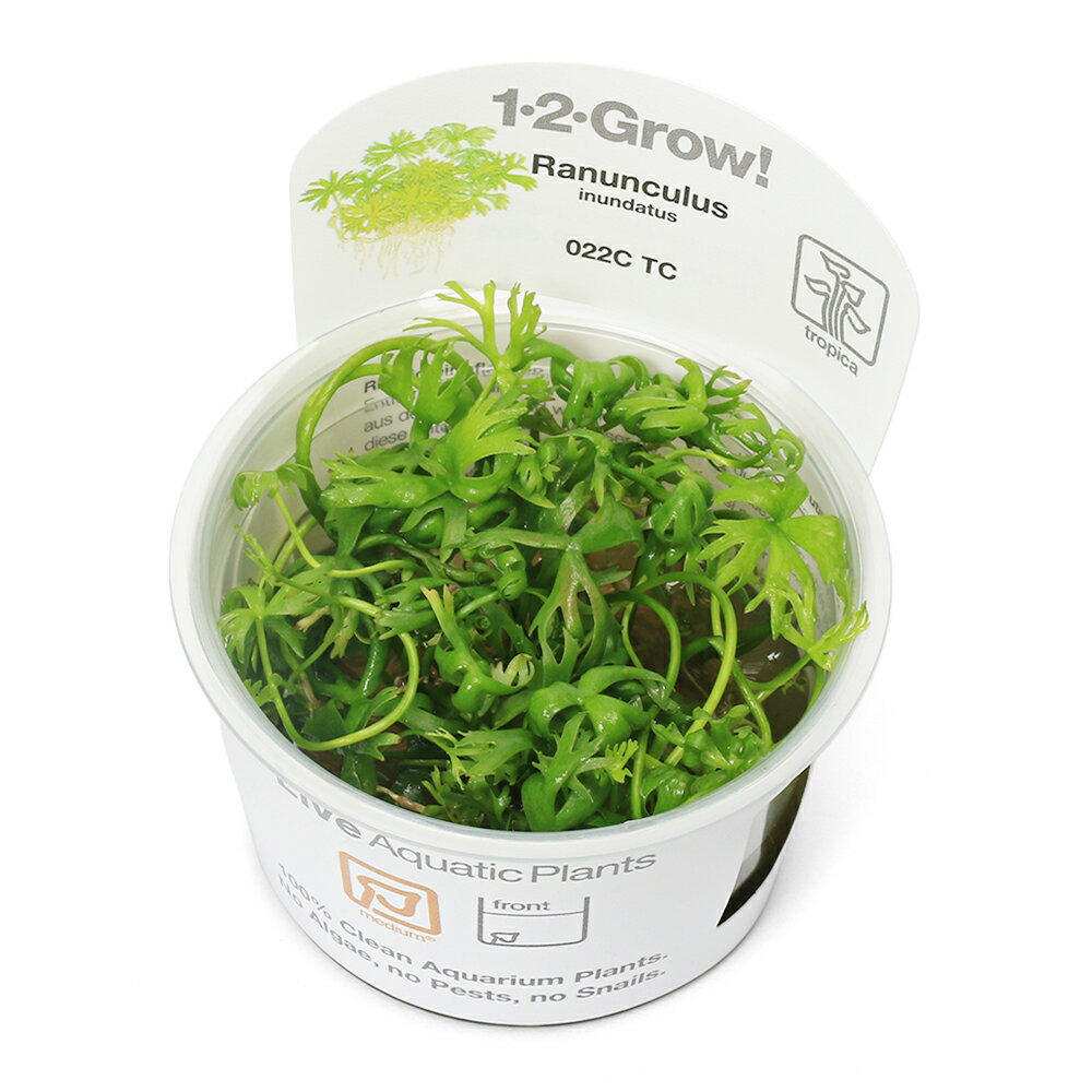 組織培養で育てられた水草です！完全無農薬で、エビにも安心！1−2−GROW！　ラヌンクルス　イヌンダタス販売単位1カップ発送サイズカップサイズ　直径約6cm残留農薬無農薬分類キンポウゲ科（Ranunculaceae）ラヌンクルス属（Ranunculus）別名—分布オーストラリア学名Ranunculus　inundatus（※）…改良品種や学名が不明の種は流通名での記載の場合があります。どんな種類？育成難易度　→　★★★☆☆キンポウゲ科（Ranunculaceae）の植物。前景のアクセントとして水中葉は特徴的な星型が鋭角でより強調された形となり、群生すると大変美しい水草です。増殖はランナーにより増えます。レイアウトの際は予めこの水草を敷き詰めたい部分の中心付近に植えると良いでしょう。育成はある程度強めの光量とCO2添加を行い、低床の肥料分を一定に保つ方が綺麗に育成できます。前景の定番、グロッソスティグマとは違った斬新な前景レイアウトとして、また前景と中景の繋ぎとして活躍します。育成要件＆データ光量（LED）　　　　　→　60cm20W3灯以上（2400〜3000lm）CO2　　　　 →　1滴／3秒（60cm標準水槽相当）pH　　　　　　→　5〜7GH　　　　 　 →　0〜6kH　　　　　　→　0〜6温度　　　　　→　20〜28度底砂　　　　　→　ソイル、大磯植栽位置　　→　前■■■□□後草姿　　　　　→　有茎草最大草姿　　→　横5cm　高さ20cm生長速度　　→　普通増殖方法　　→　ランナー※…育成環境は一例です。必ずしもこの環境下であれば育つことを確約するものではございません。注意※表記サイズは1株（1本）でのおおよその目安です。育成環境や、成長の度合いにより最大サイズは異なります。Plants　Green　プランツグリーン　250ml　（水草の栄養液）（熱帯魚）オトシンクルス（3匹）　北海道・九州航空便要保温（エビ）ミナミヌマエビ（10匹）（＋1割おまけ）（エビ・貝）カラーサザエ石巻貝（3匹）　北海道・九州航空便要保温Fe　Energy（エフイーエナジー）　400g　5mm　（水草の栄養素）日本動物薬品　ニチドウ　水草が育つCO2リキッド　2本入　（緑） … PF_SPQ　水草　前景草　草原　クローバー　グロウワウ　グロウワオ　組織培養　カップ　グロー　GROW　キンポウゲ科　Ranunculaceae　ラヌンクルス属　Ranunculus　inundatus　イヌンダトゥス　YT　20240820　2024kouki　y24m08　wplantevent202411tc　papulentus　パプレントゥス■この商品をお買い上げのお客様は、下記商品もお買い上げです。※この商品には付属しません。■Plants　Green　プランツグリーン　250ml　（水草の栄養液）（熱帯魚）オトシンクルス（3匹）　北海道・九州航空便要保温（エビ）ミナミヌマエビ（10匹）（＋1割おまけ）（エビ・貝）カラーサザエ石巻貝（3匹）　北海道・九州航空便要保温Fe　Energy（エフイーエナジー）　400g　5mm　（水草の栄養素）日本動物薬品　ニチドウ　水草が育つCO2リキッド　2本入　（緑）
