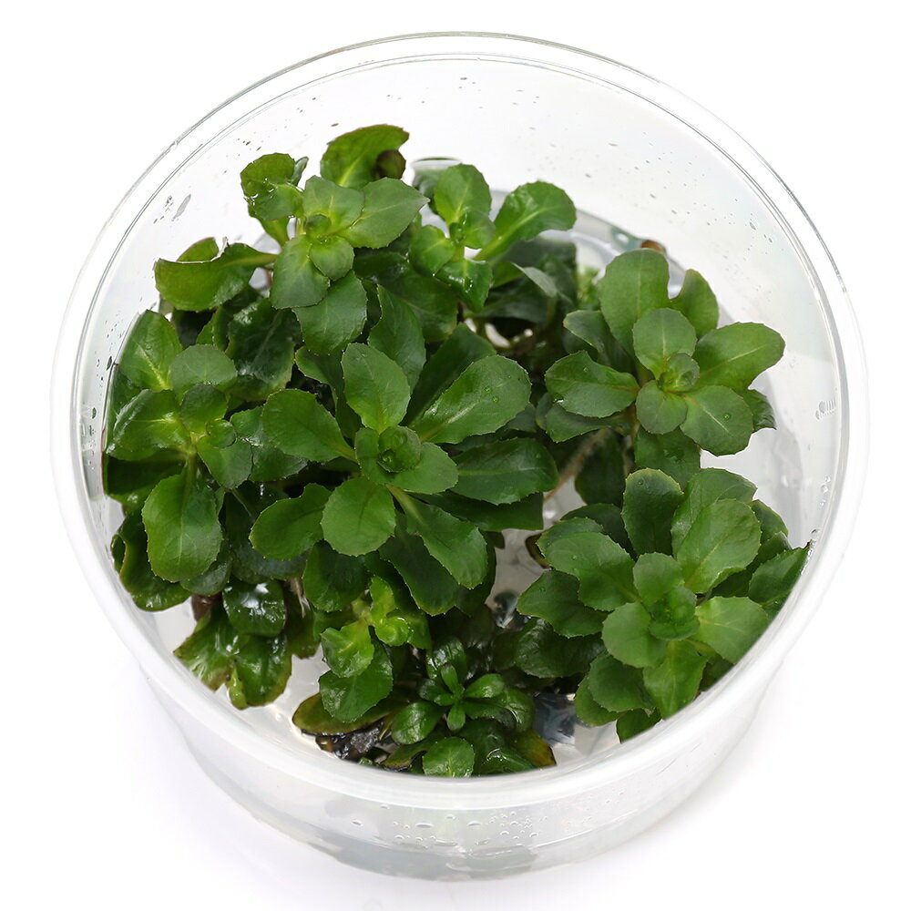 �ʿ�����ȿ����ܡ���ɥ�������sp���ӥ������ʥ��ե���������ѡˡ�̵�����ˡ�1���åסˡ��̳�ƻ���彣�Ҷ������ݲ�