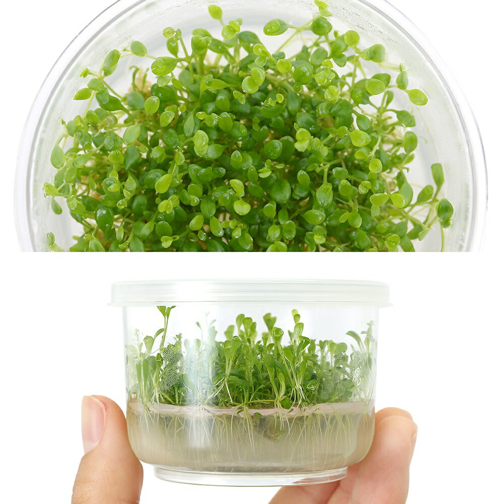 �ʿ�����ȿ����ܡ������å����ƥ����ޡ�̵�����ˡ�1���åס�