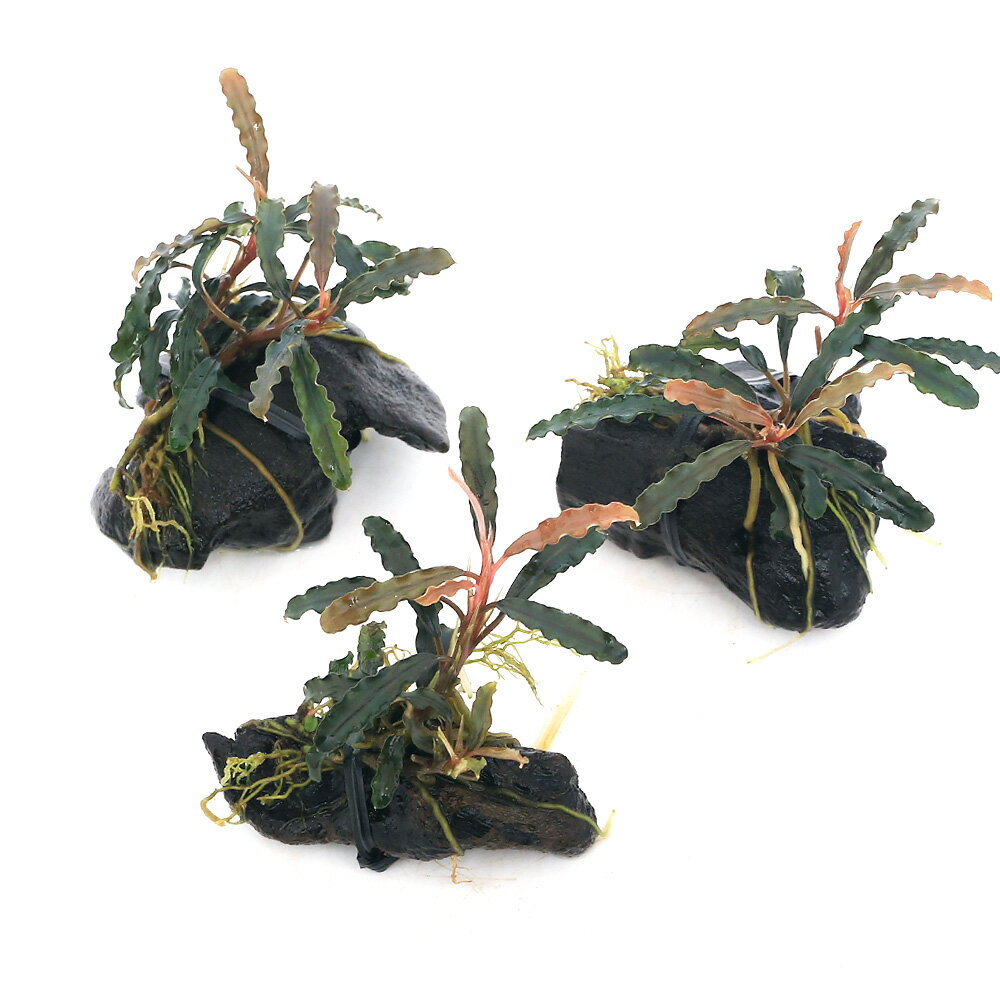 （水草）★活着済★　ブセファランドラsp．ダークベルベット付流木　ミニサイズ（8cm以下）（水上葉）（無農薬）（1本）　北海道・九州航空便要保温