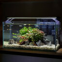 (めだか)(水草)簡単水草レイアウトセット ラメメダカ ミックス付 45cm水槽 本州四国限定