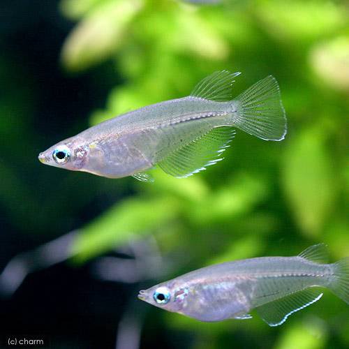 Japanese Killifish - （熱帯魚）ジャワ・メダカ（5匹）　北海道・九州航空便要保温
