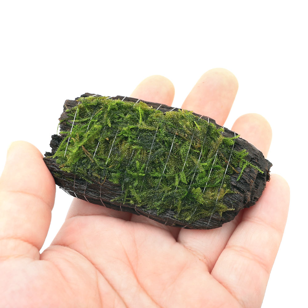 （水草）巻きたて　ウィローモスsp．ナロー　流木　ミニサイズ（8cm以下）（水中葉...