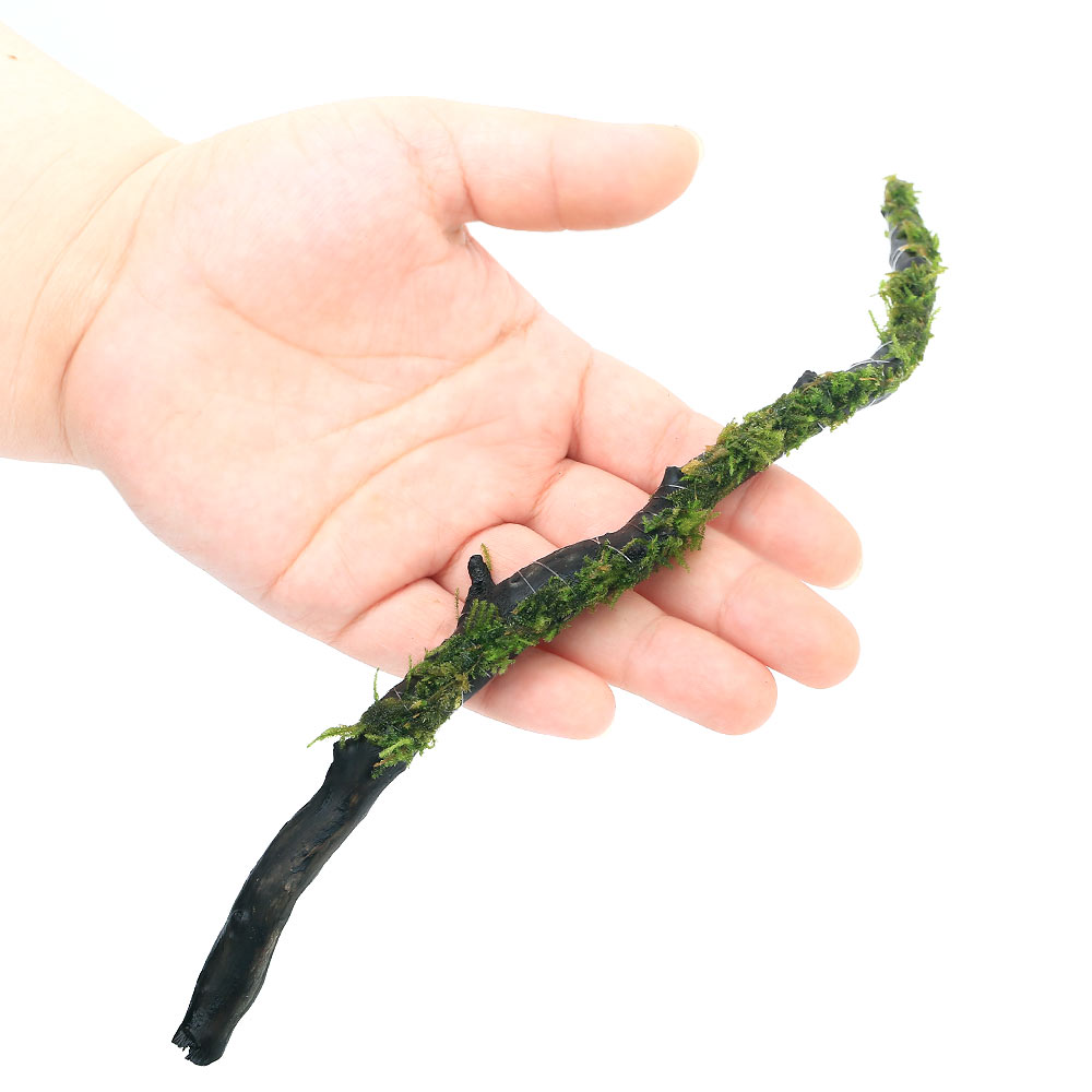 （水草）巻きたて　ウィローモスsp．ナロー　スティック流木　Mサイズ（約20cm）（...