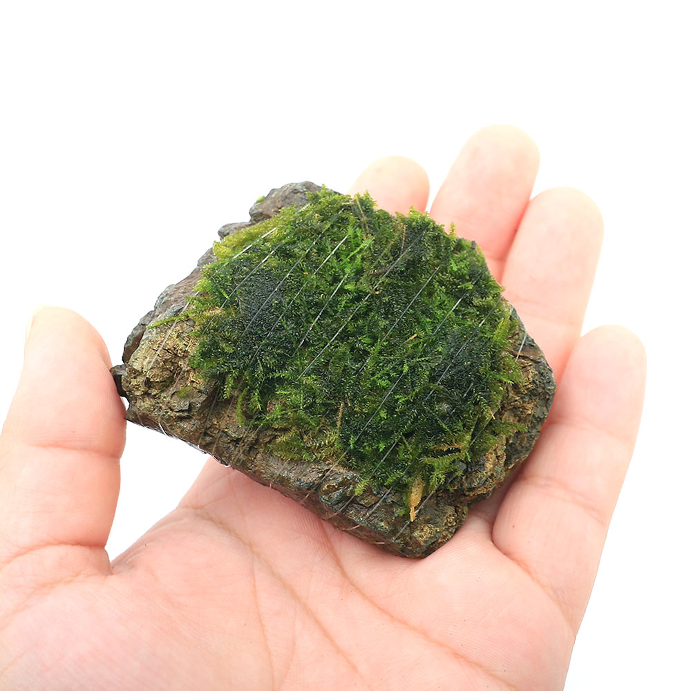 （水草）巻きたて　ウィローモスsp．ナロー　風山石　SSサイズ（8cm以下）（水中葉...