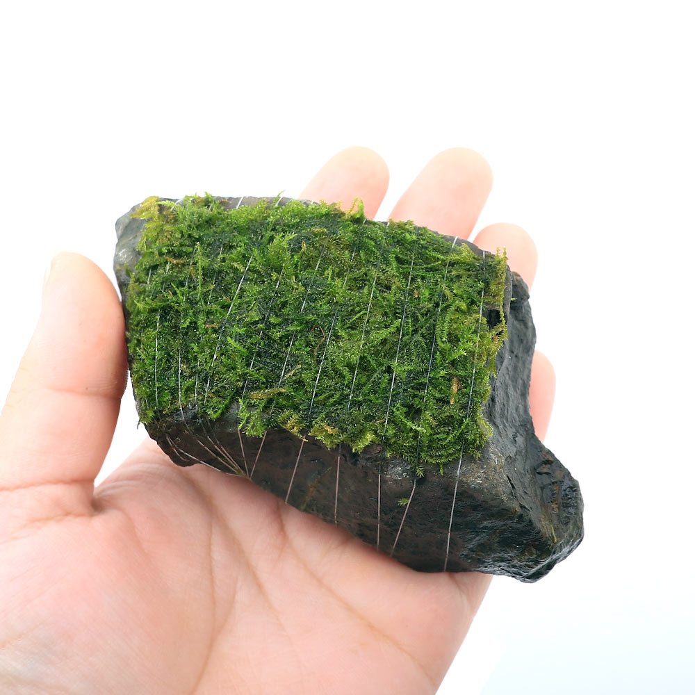 （水草）巻きたて　ウィローモスsp．ナロー　風山石　Sサイズ（約10cm）（水中葉）...