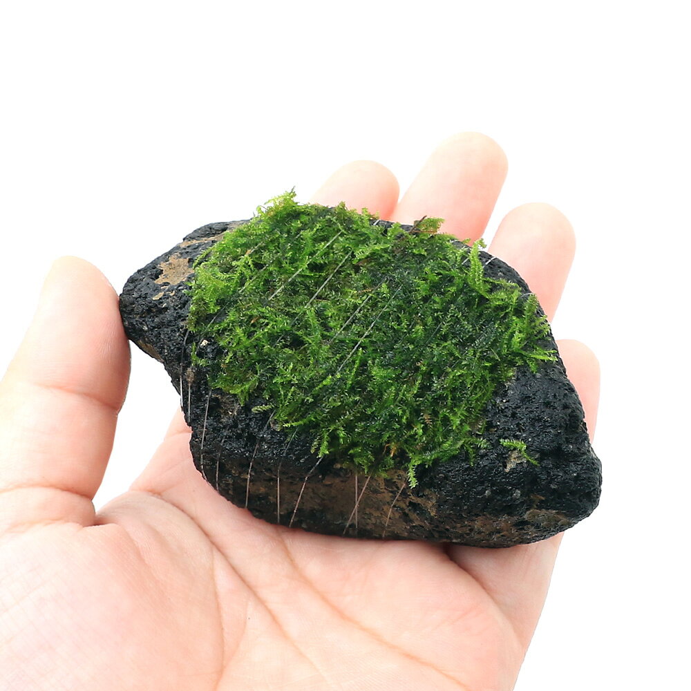 （水草）巻きたて　ウィローモスsp．ナロー　溶岩石　SSサイズ（8cm以下）（水中葉...