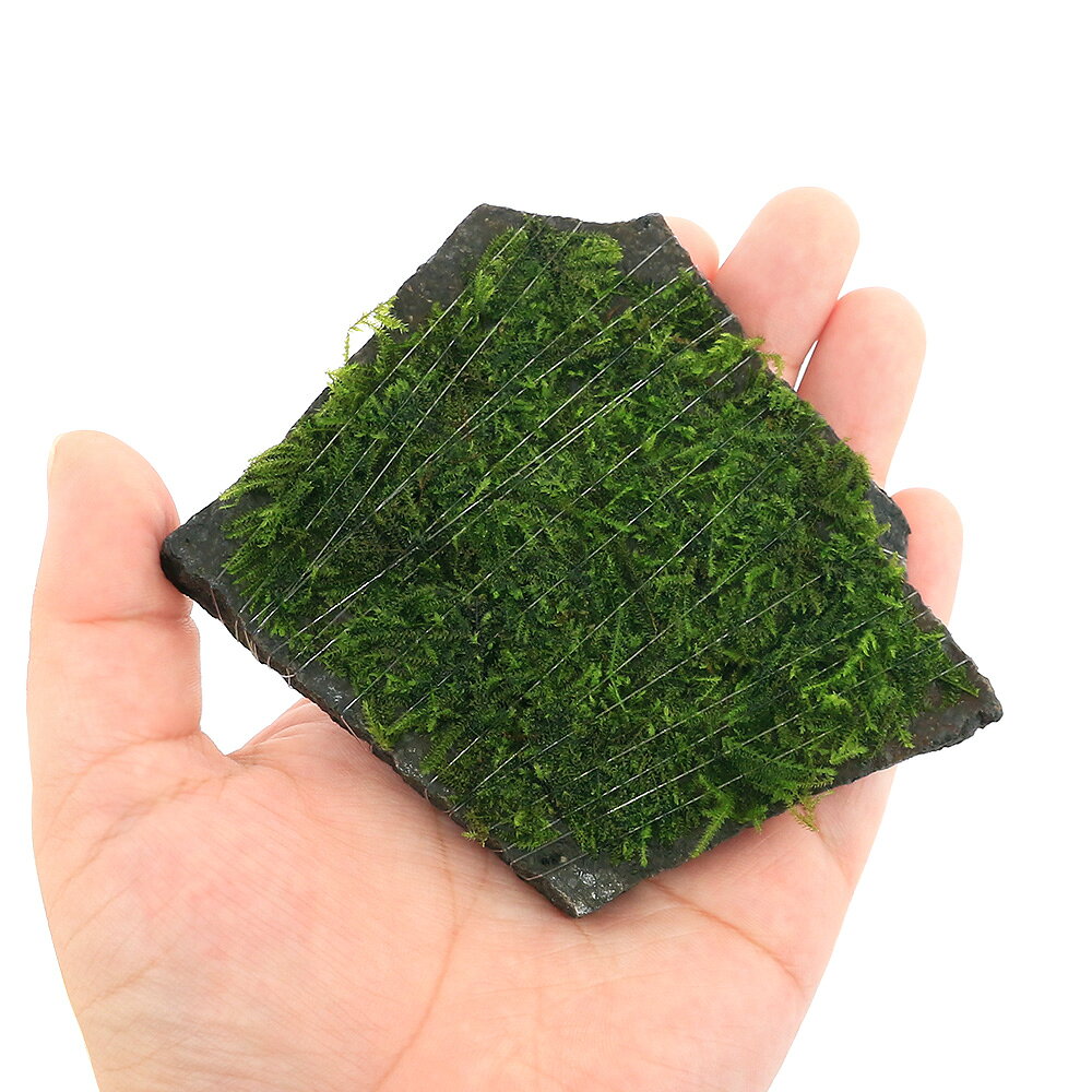 （水草）巻きたて　ウィローモスsp．ナロー　輝板石　Sサイズ（約10cm）（水中葉）...