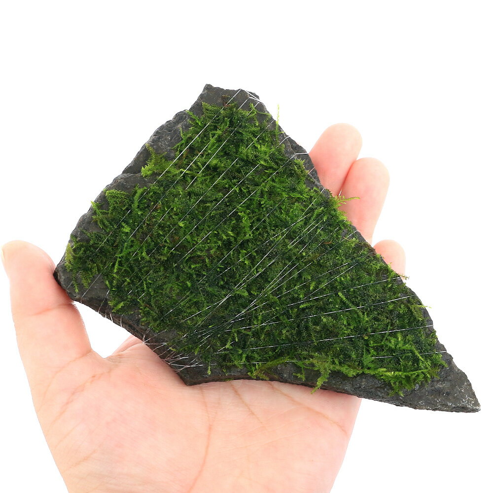 （水草）巻きたて　ウィローモスsp．ナロー　輝板石　Mサイズ（約14cm）（水中葉）...