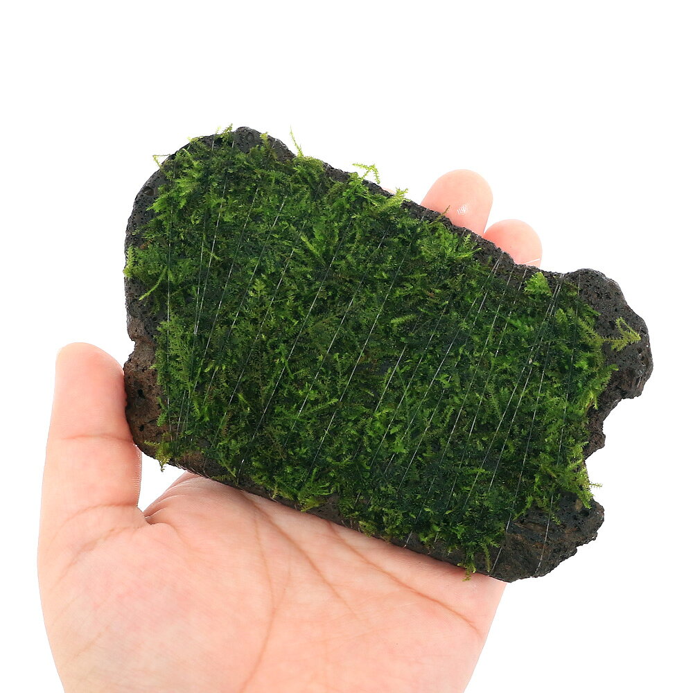 （水草）巻きたて　ウィローモスsp．ナロー　スライス溶岩石　Sサイズ（約10cm）（...