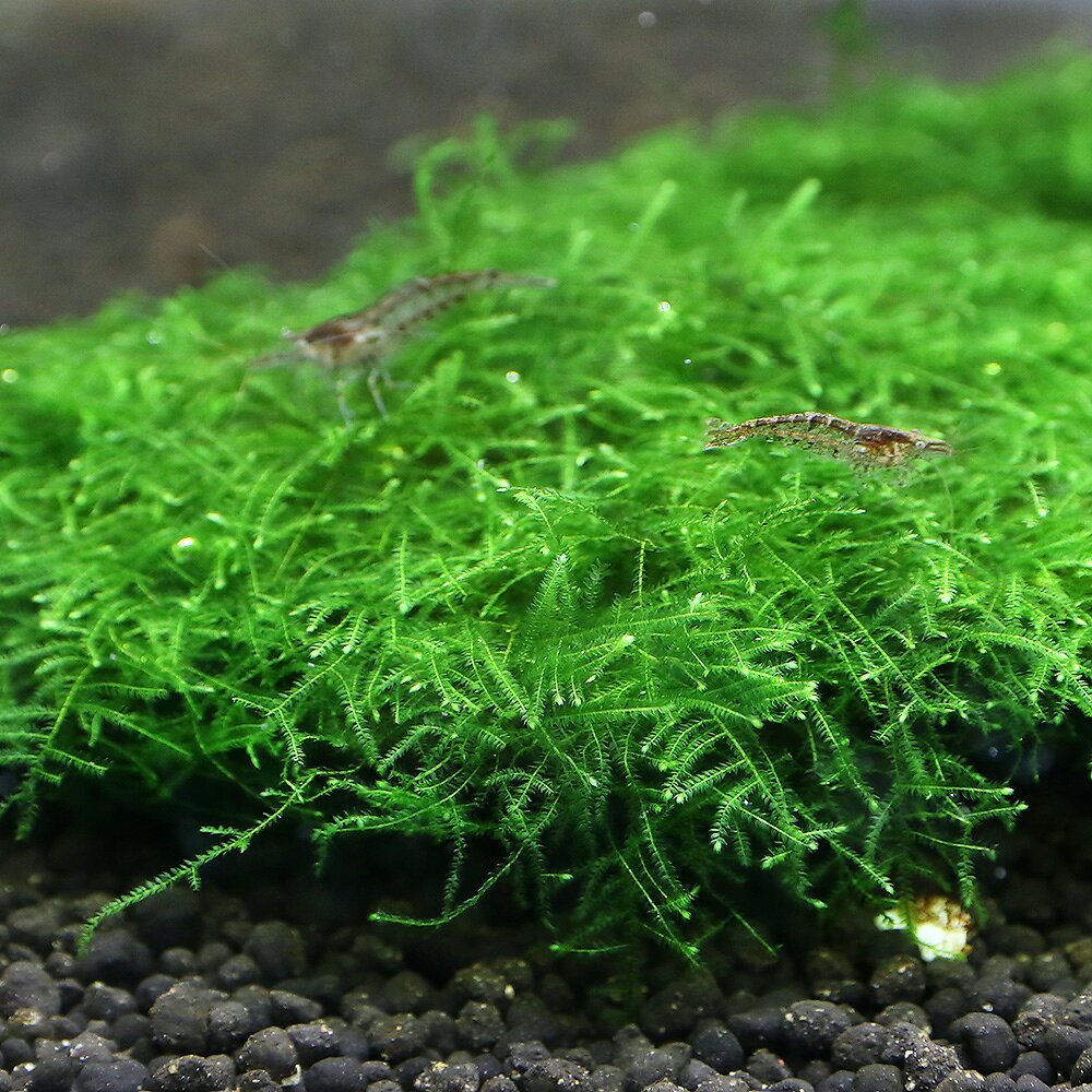 （水草）巻きたて　ウィローモスsp．ナロー　スライス溶岩石　Sサイズ（約10cm）（...