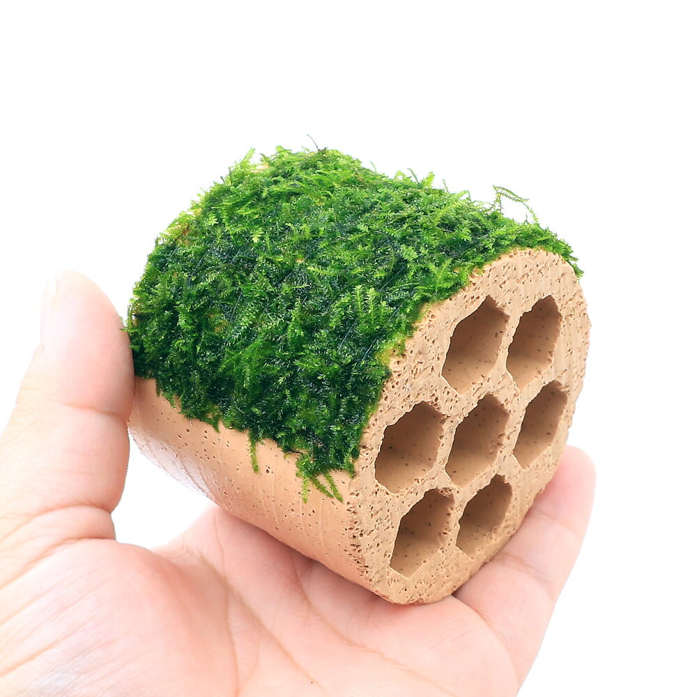 （水草）巻きたて　ハニカムシェルター　ウィローモスsp．ナロー（水中葉）（無農...