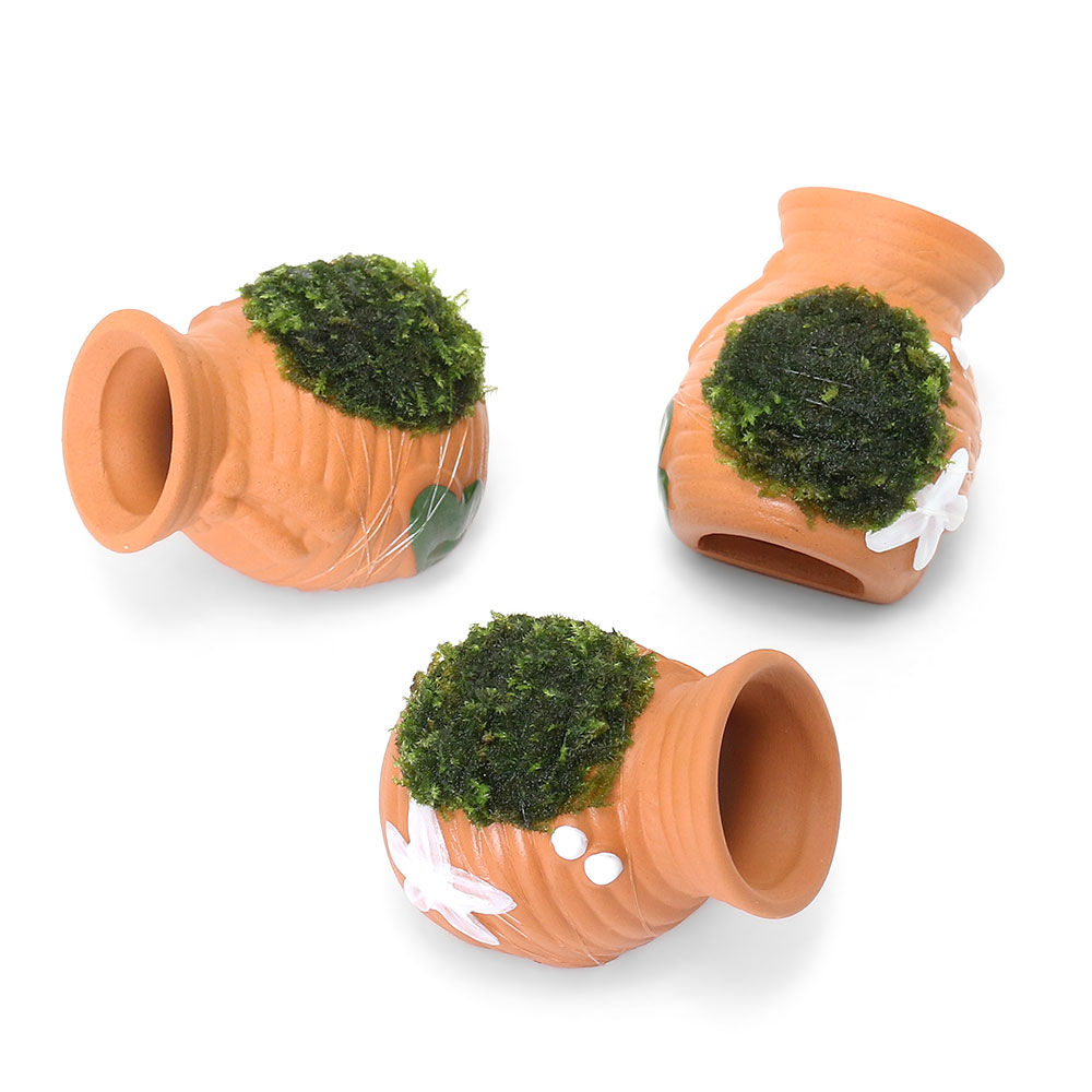 （水草）巻きたて　タコツボミニミニ　ウィローモスsp．ナロー（水中葉）（無農薬）（3個）