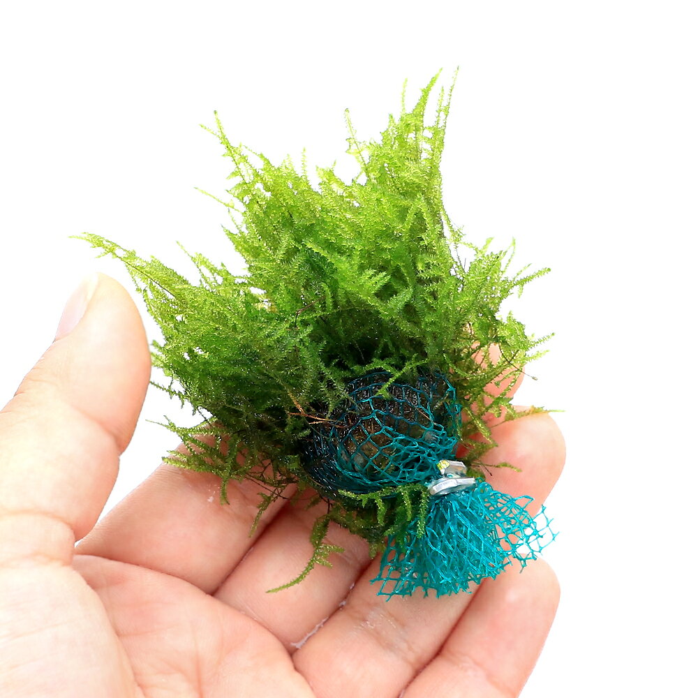 （水草）★育成済★　ウィローモスsp．ナロー　ボール（水中葉）（無農薬）（3個）