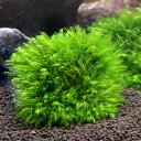 (水草)★育成済★ ウォーターフェザー ハーフクッション(水中葉)(無農薬)(3個)