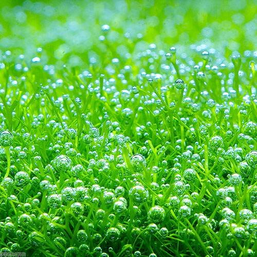 （水草）リシア草原セット（水中葉）（無農薬）（1個）