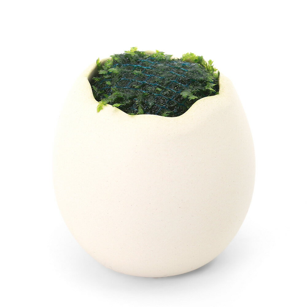 （水草）エッグプラン