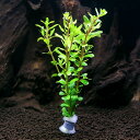 (水草)半水中葉 ロタラ ロトンディフォリア スパイキー 鉛巻き(半水中葉)(無農薬)(1個)
