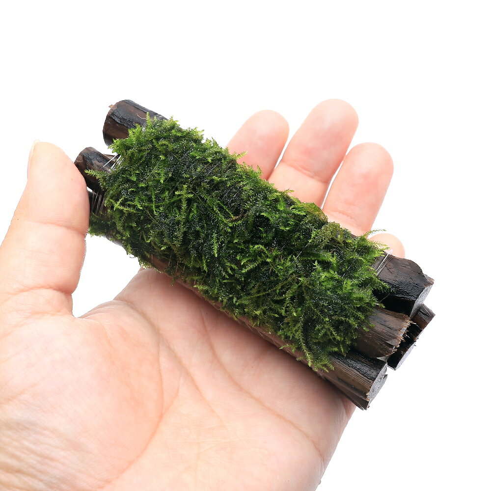 （水草）巻きたて　ウィローモスsp．ナロー　エビ長屋（水中葉）（無農薬）（1個）