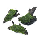 (水草)巻きたて サムライモス(シマフクロハイゴケ) 流木SSサイズ(約10cm)(無農薬)(水中葉)(1個)