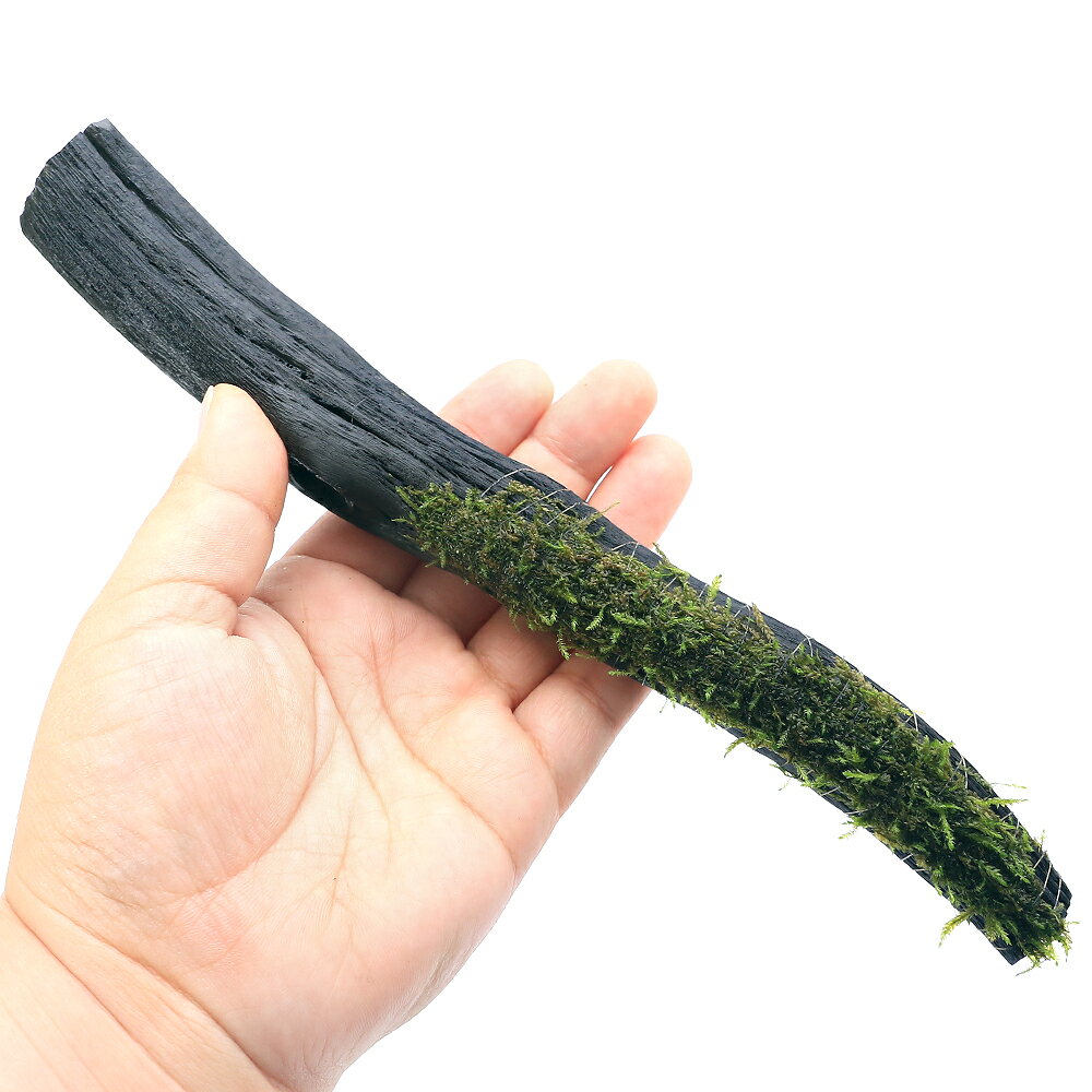 （水草）巻きたて　ウィローモス　備長炭スティック（約23cm）（水中葉）（無農薬...