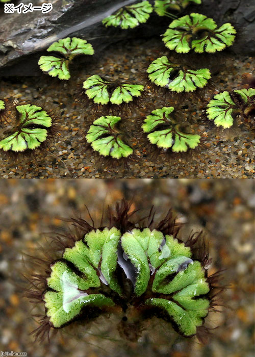 （浮草）イチョウウキゴケ（無農薬）（30株）