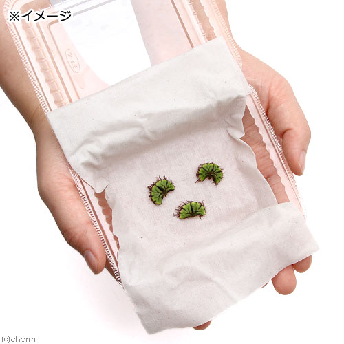 （浮草）イチョウウキゴケ（無農薬）（30株）