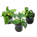 (水草)定番のアヌビアス ナナ3種セット(水上葉)(1セット)