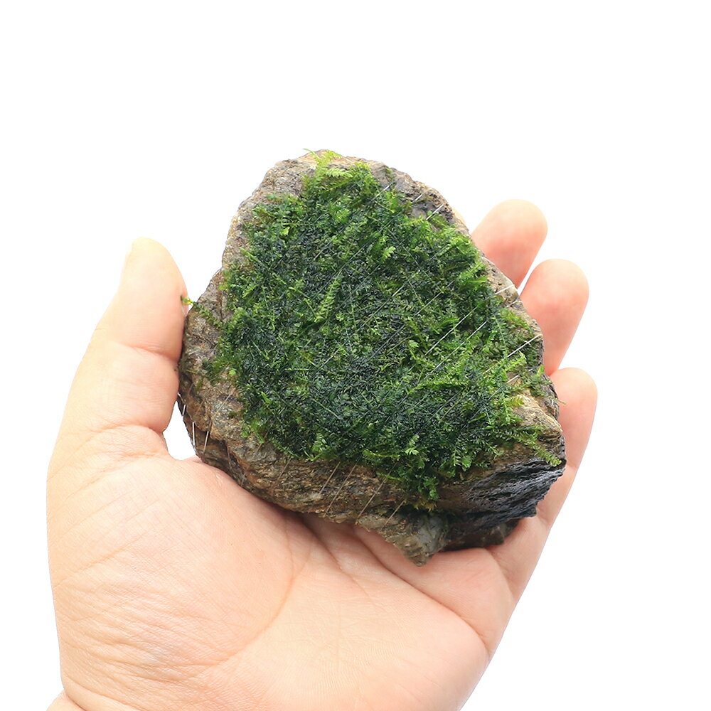 （水草）巻きたて　ウィーピングモス　風山石Sサイズ（約10cm）（水中葉）（無農薬...