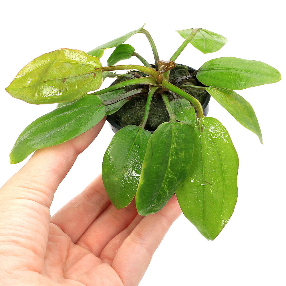 （水草）エキノドルス　ハービッヒ　マーブル　スリランカ便（水上葉）（無農薬）...
