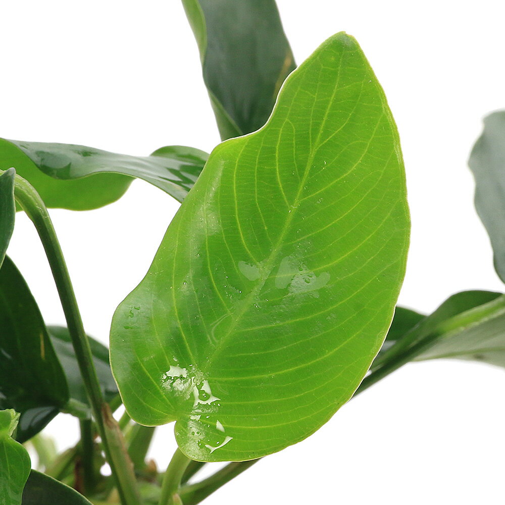 �ʿ���˥��̥ӥ����ʥʡ��ϴ��о�γ��3��5cm�ˡʿ���աˡ�1�ġ�