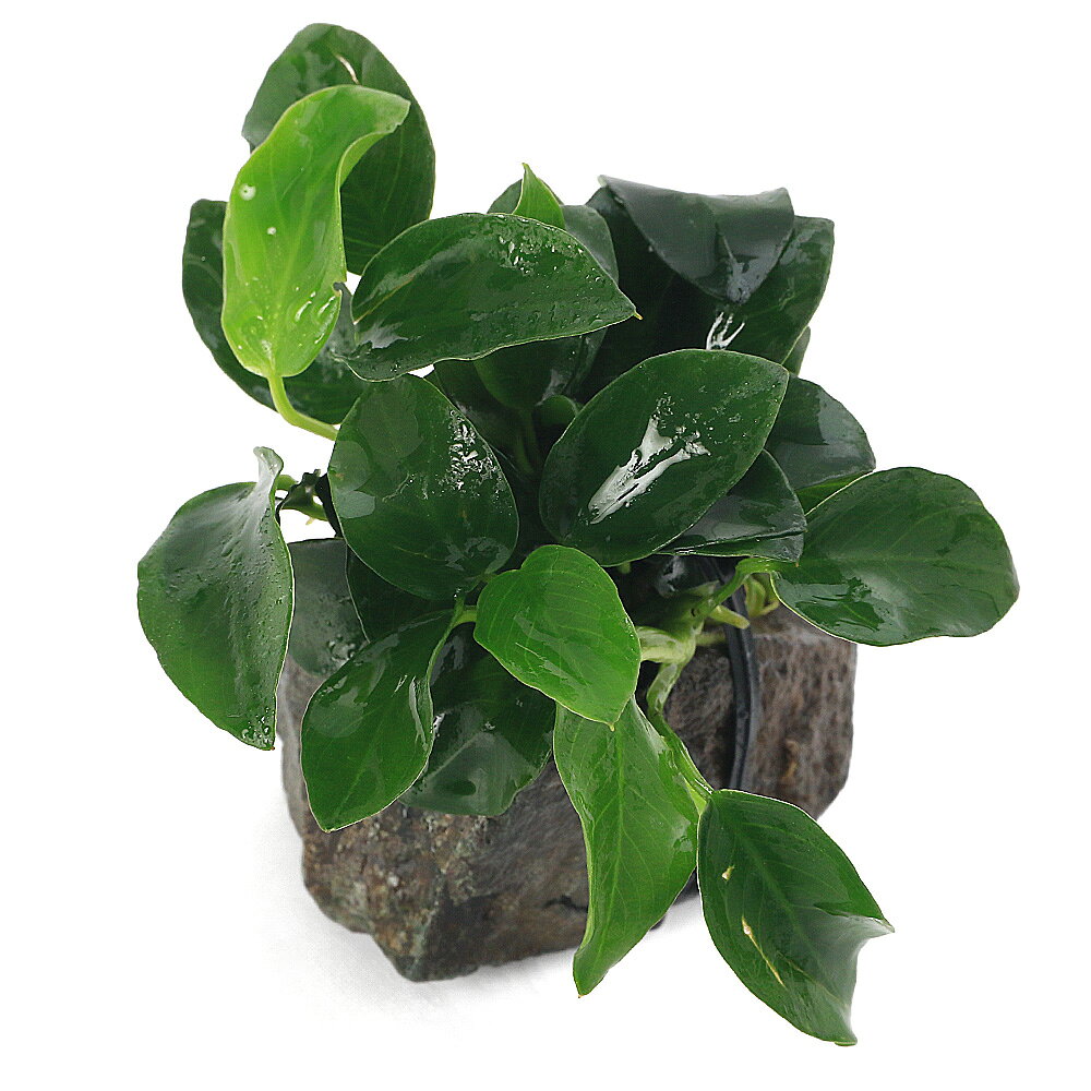 （水草）アヌビアスナナ　プチ　風山石小粒（3〜5cm）（水上葉）（3個）
