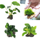 (水草)定番のアヌビアス ナナ風山石小粒3種セット + 育成済 ウィローモス 風山石小粒(1セット)