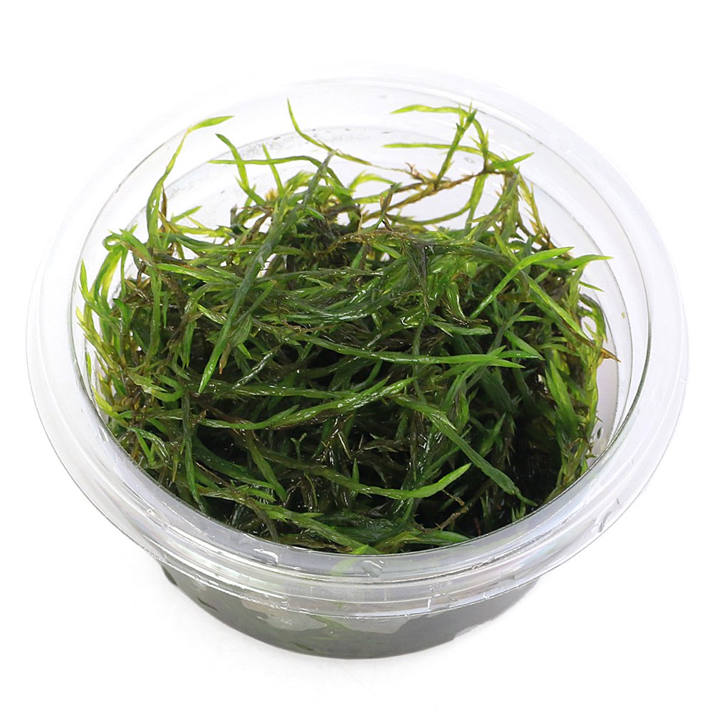 （水草）クロカワゴケ（水中葉）（無農薬）（1カップ）