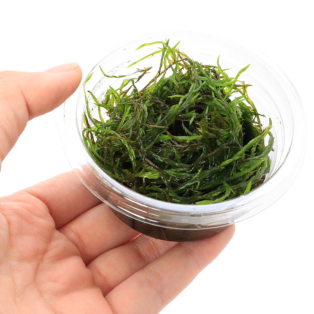 （水草）クロカワゴケ（水中葉）（無農薬）（1カップ）