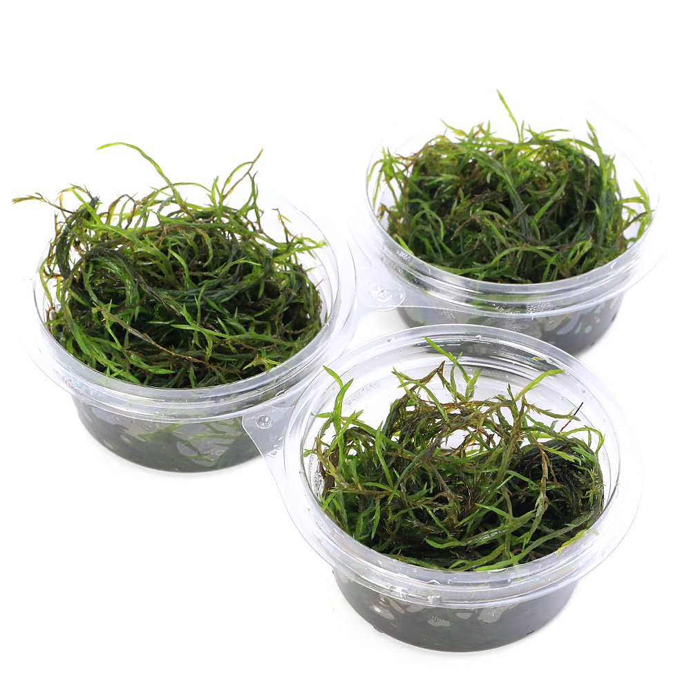 （水草）クロカワゴケ（水中葉）（無農薬）（1カップ）