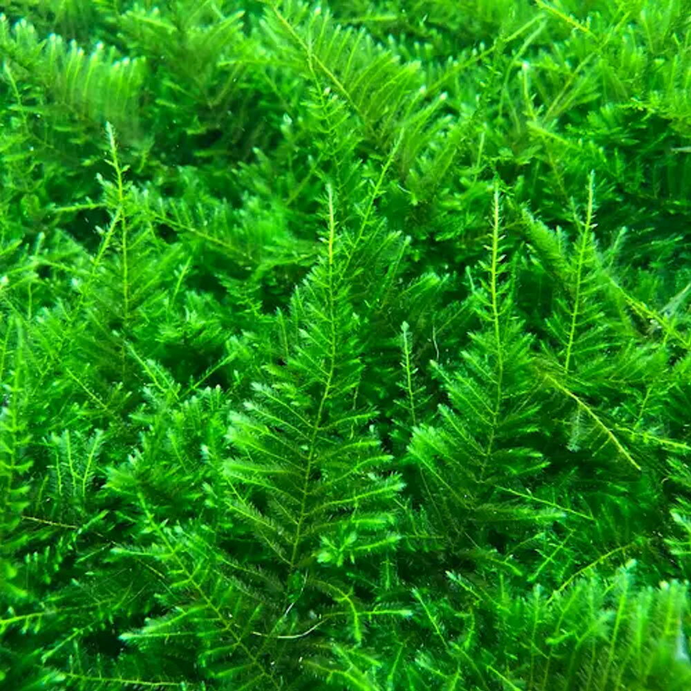 （水草）巻きたて　ジャイアント南米ウィローモス　TSUMIKI（水中葉）（無農薬）（...