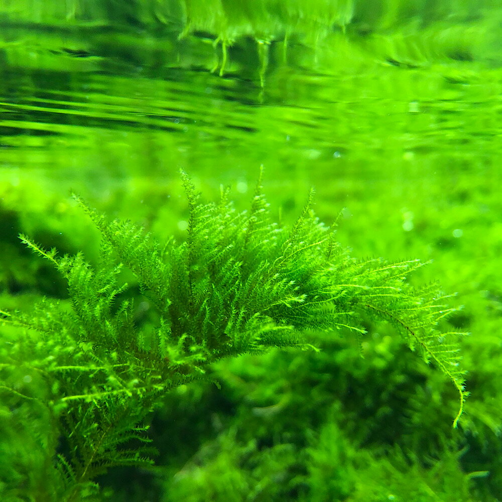 （水草）巻きたて　ウィローモスsp．ナロー　TSUMIKI（水中葉）（無農薬）（1個）