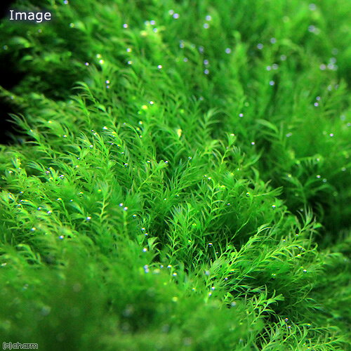（水草）巻きたて　ウォーターフェザー　TSUMIKI（水中葉）（無農薬）（3個）