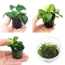 (水草)定番のアヌビアス ナナ3種セット + ウィローモス 1カップ(1セット)