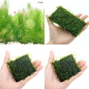 (水草)シュリンプのお庭セット(水中葉)(無農薬)(1セット)