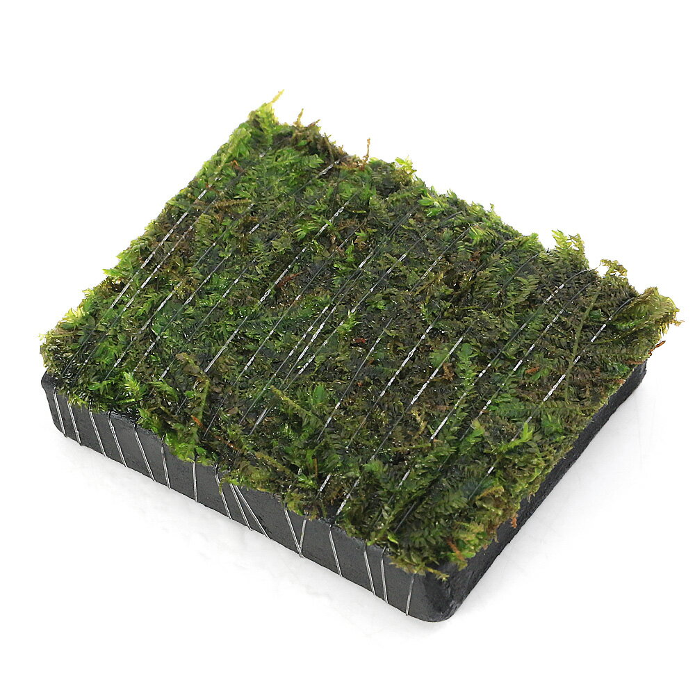 （水草）巻きたて　ジャイアント南米ウィローモス　炭板　小（水中葉）（無農薬）（1枚）