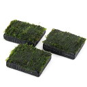 (水草)巻きたて ウォーターフェザー 炭板 小(水中葉)(無農薬)(3枚)