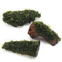 (水草)巻きたて ハネゴケsp.カメルーン産 流木SSサイズ(約10cm)(水中葉)(無農薬)(1個)