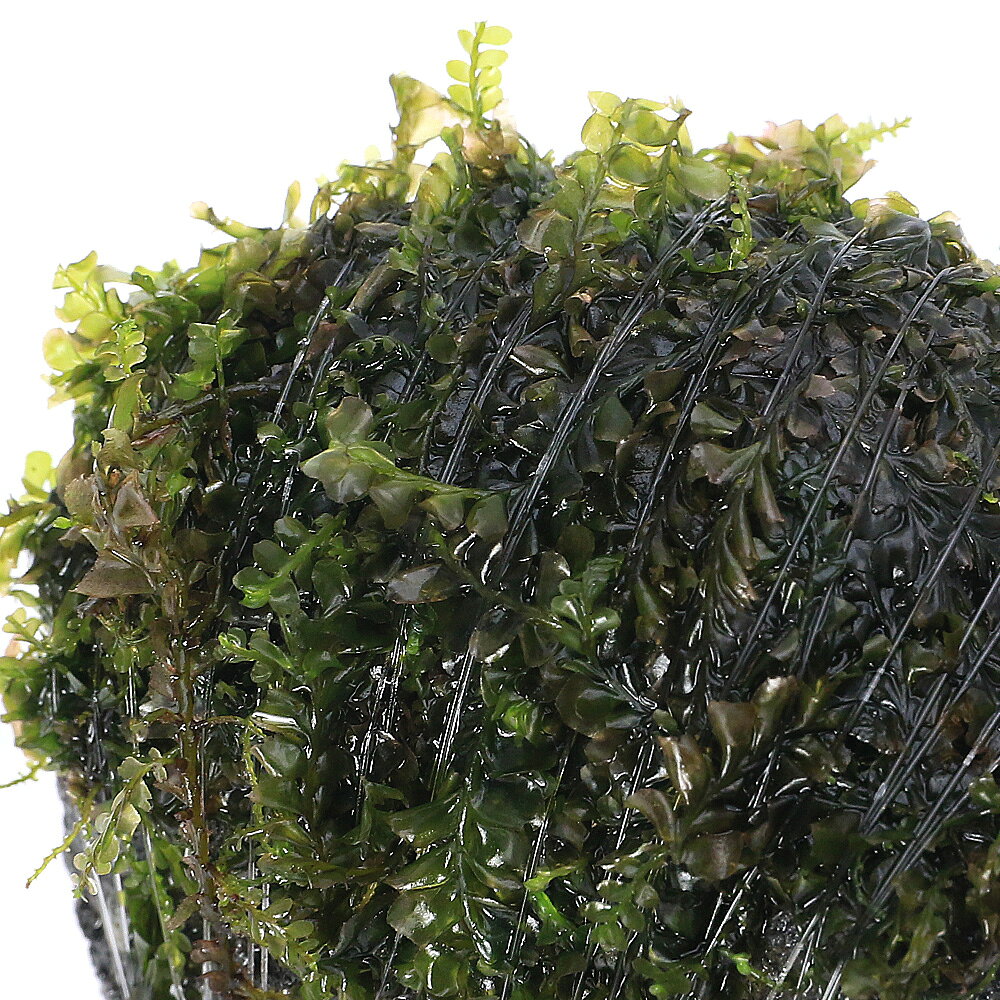 （水草）巻きたて　ハネゴケsp．カメルーン産　溶岩石SSサイズ（8cm以下）（水中葉...