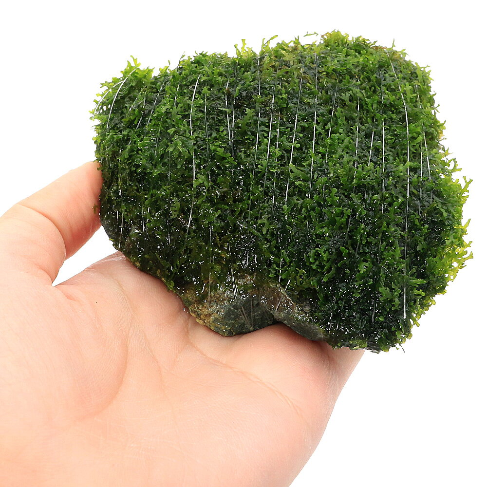 （水草）巻きたて　プレミアムグリーンモス　風山石　Sサイズ（約10cm）（水中葉）...