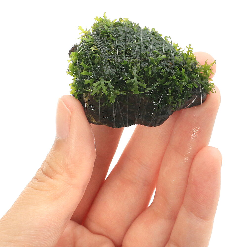 （水草）巻きたて　プレミアムグリーンモス　風山石小粒（3〜5cm）（水中葉）（無...