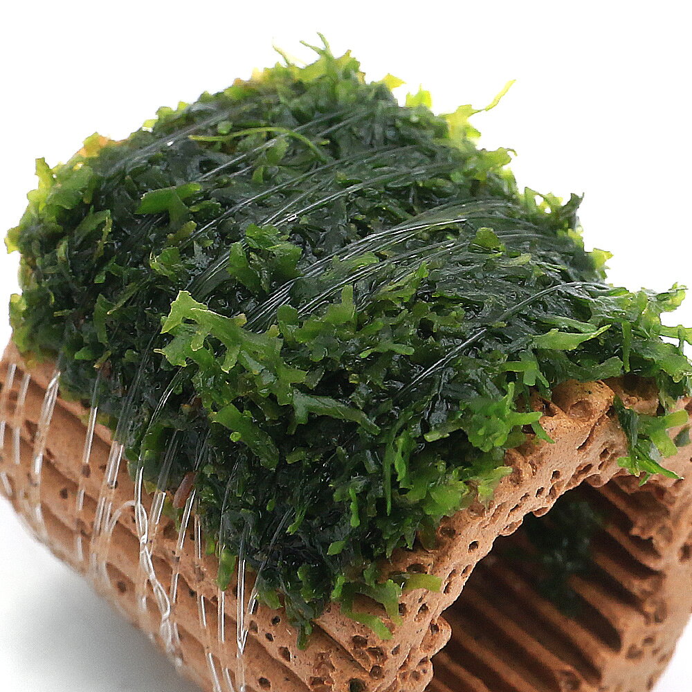 （水草）巻きたて　ライフマルチ（茶）プレミアムグリーンモス（水中葉）（無農薬...