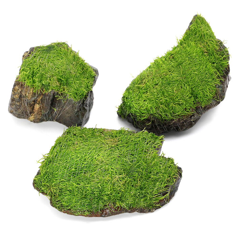 （水草）巻きたて　リシア　風山石　Sサイズ（約10cm）（水中葉）（無農薬）（3個）